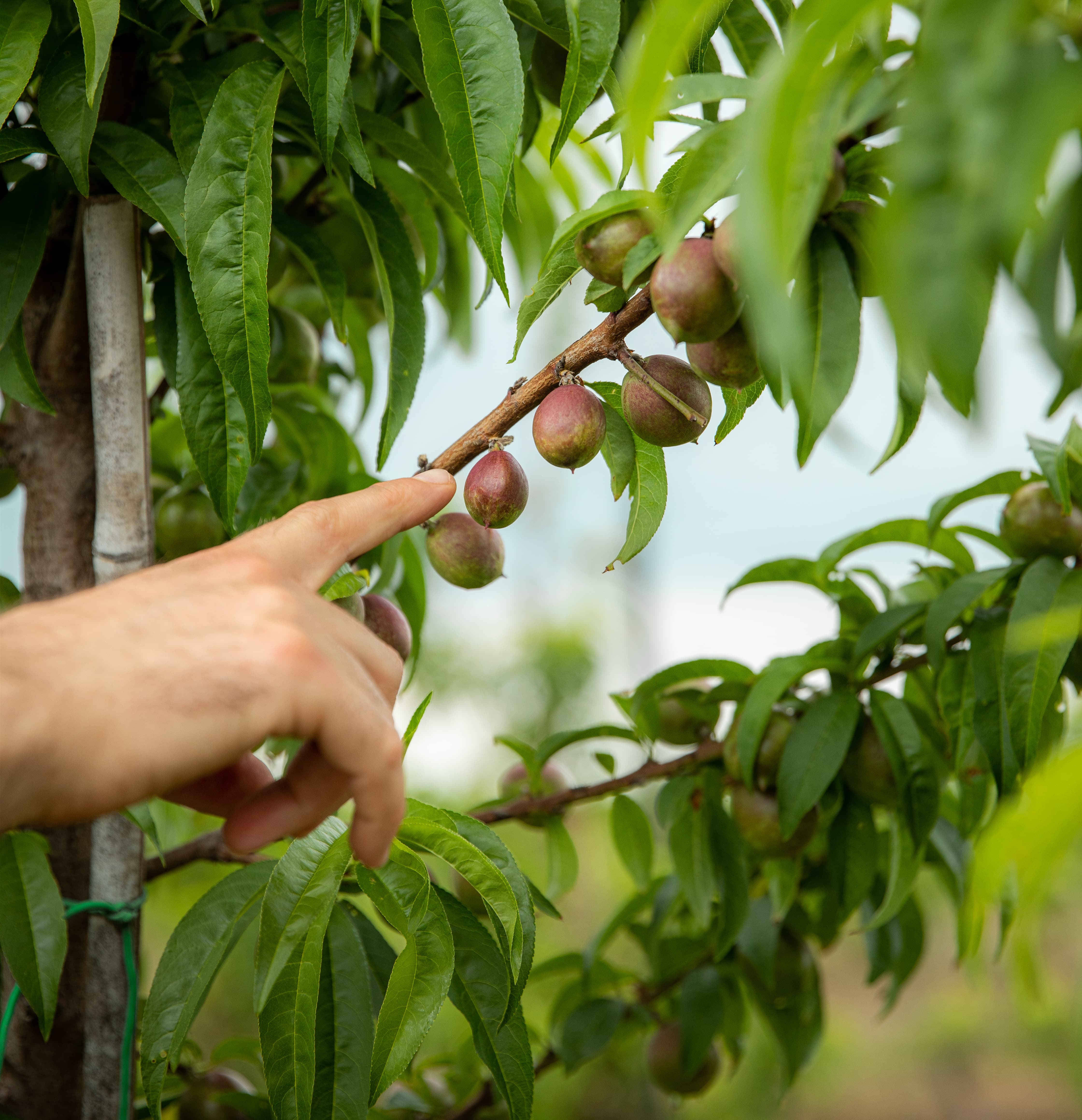 Advanced AgriTech